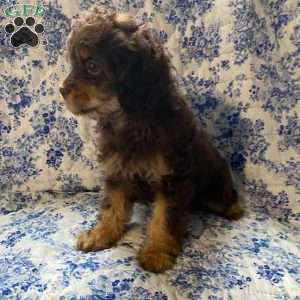 Petey, Cavapoo Puppy